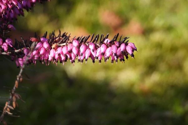 Characteristics-of-Heather-Flower.jpg